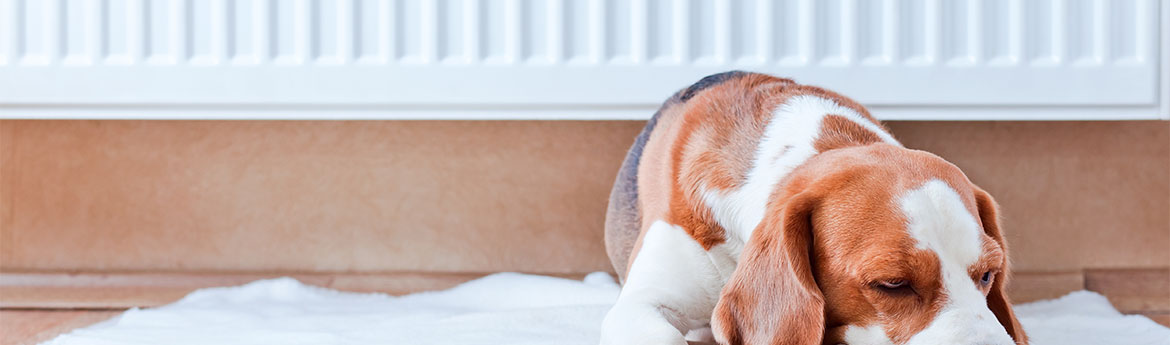 dog has a rest  near to a warm radiator